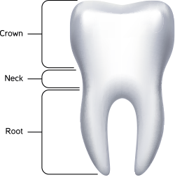 Diagram of different parts of the tooth