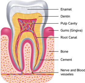 Colorful diagram of natural tooth and root