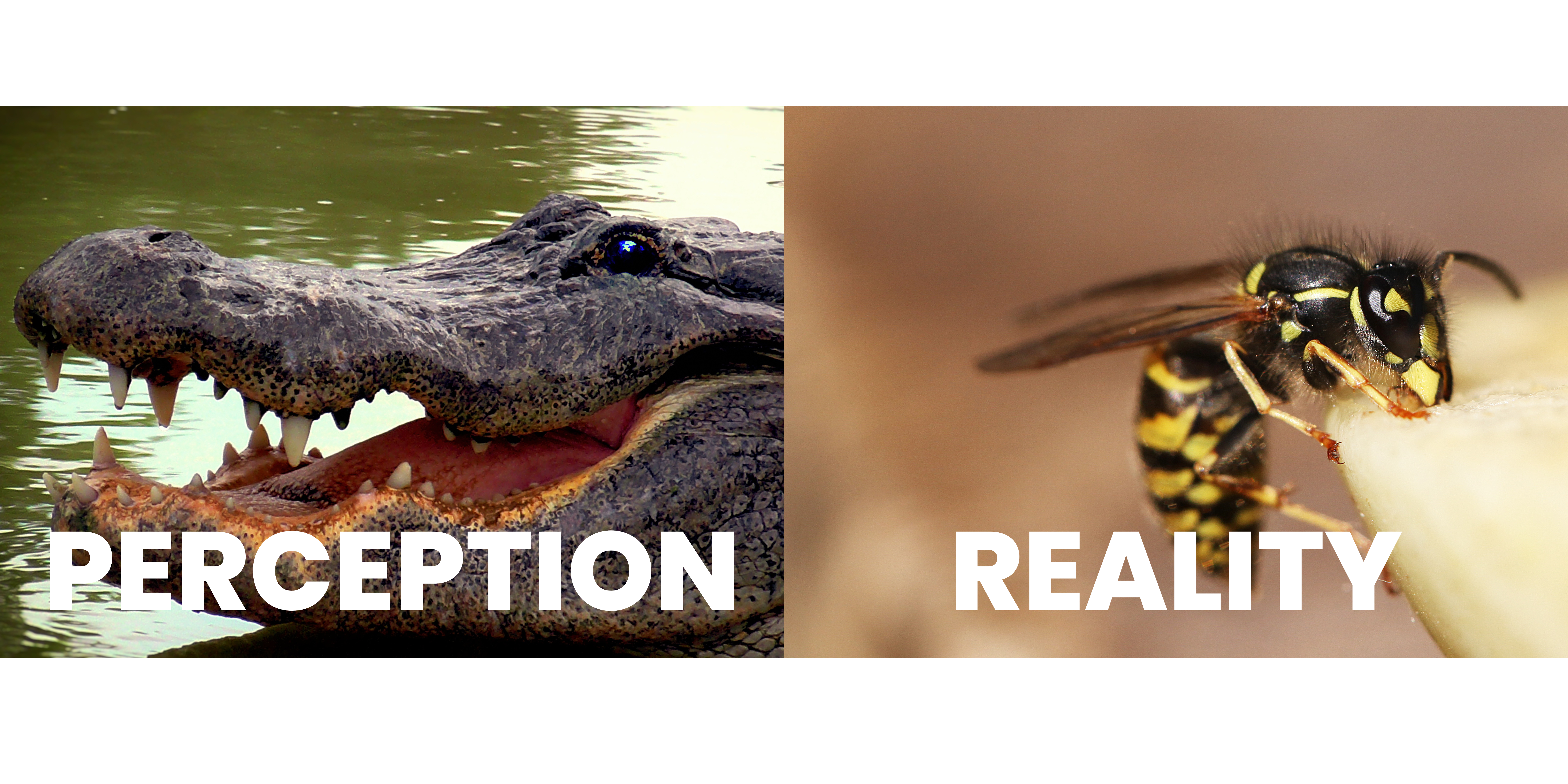 Alligator image as perception with a hornet as reality next to it to show stigma of pain from dental implants